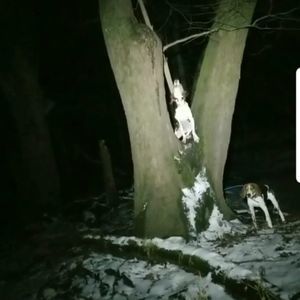 Meet your Posher, Bailey